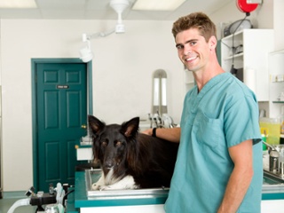 VET-with-dog