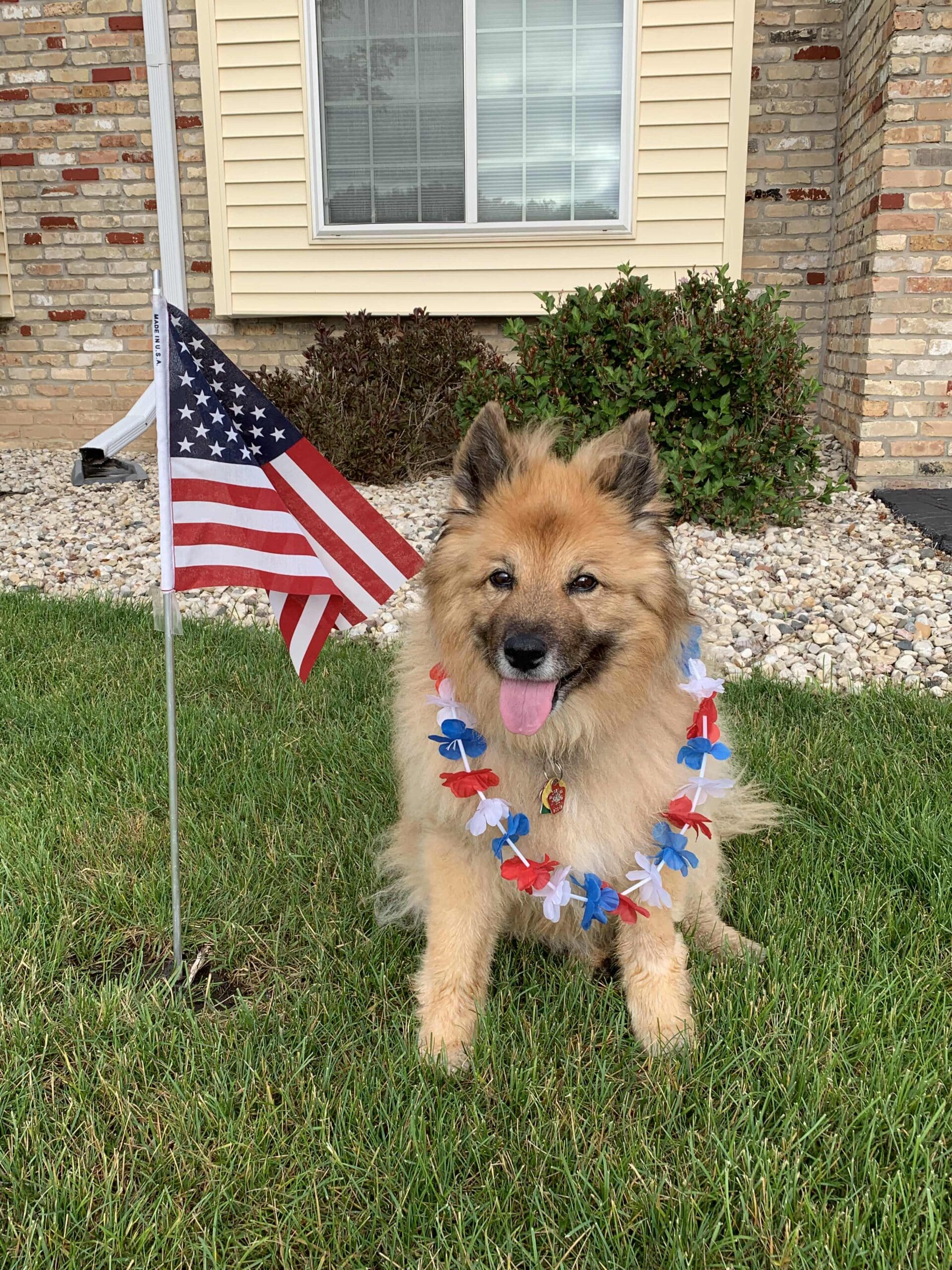 Dog Summer